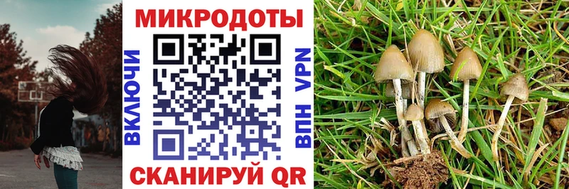 Галлюциногенные грибы прущие грибы  Купить где  Тайга 